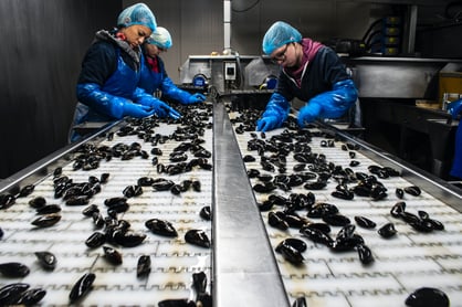 Stock | Product | Seafood | manual production line mussels