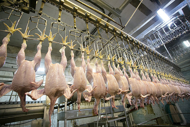 ChickenCheck eg image