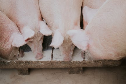 Pigs feeding together on a farm
