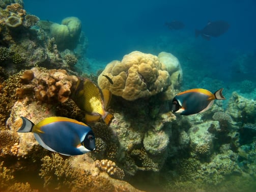 fish and other underwater marine life in vibrant colours-1
