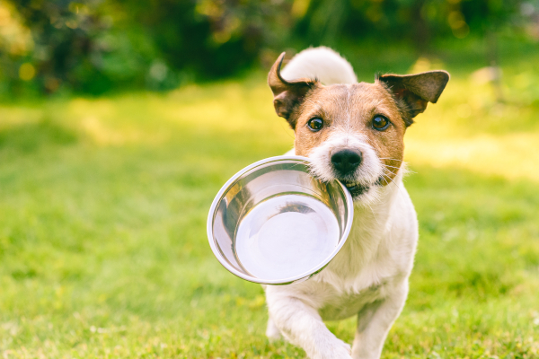 00dog_with_bowl600x400px