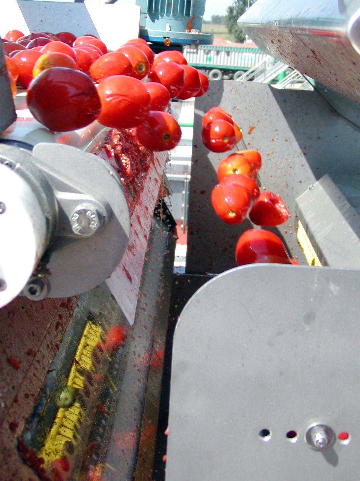 Raytec Tomato