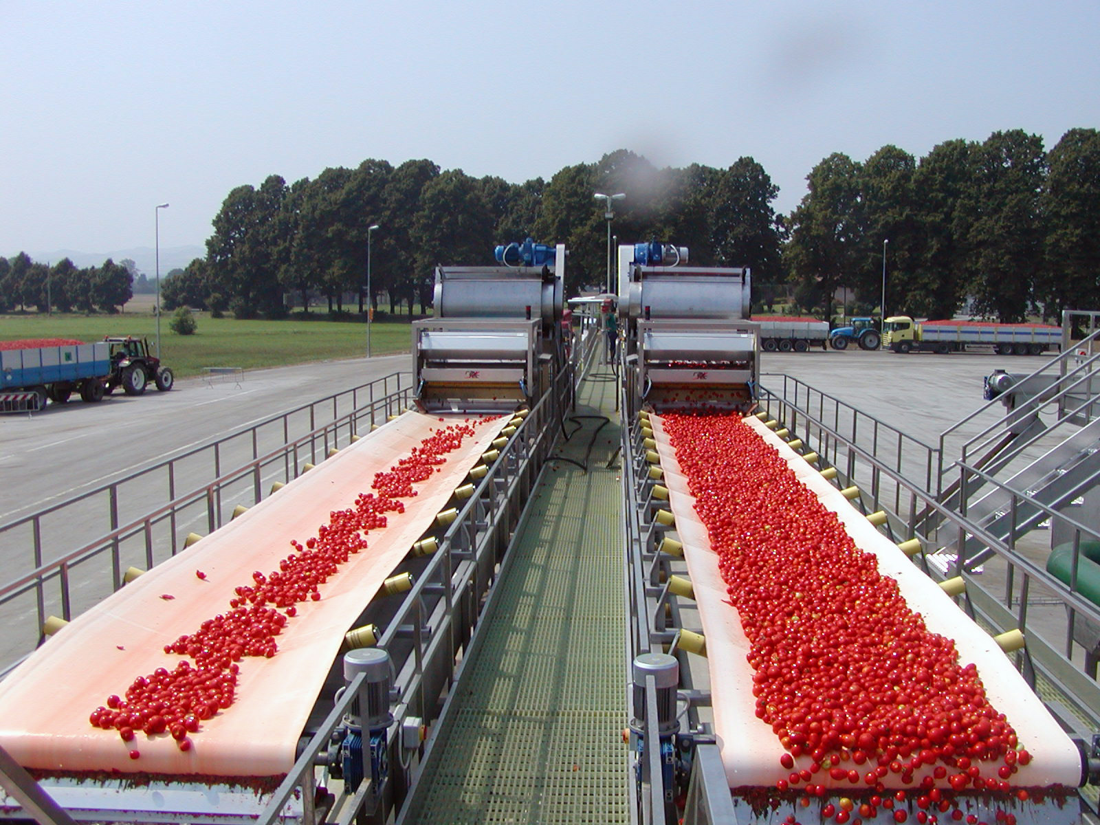 Raytec tomato 2